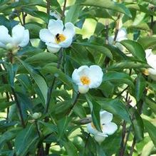 Franklinia alatamaha 'Wintonbury'