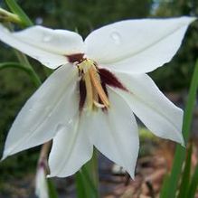 Gladiolus (form. Acidanthera) callianthus 'Murielae'