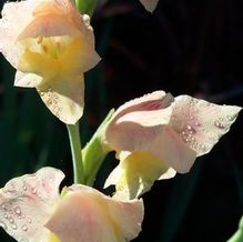 Gladiolus dalenii 'Bolivian Peach'