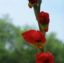 Gladiolus dalenii