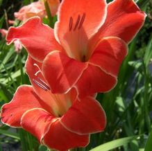 Gladiolus nanus (syn. pirmulinus) 'Atom (aka 'Atomic')'