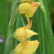 Gladiolus 'Boone'