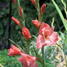 Gladiolus 'Old Fort'