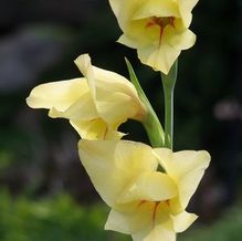 Gladiolus x gandavensis 'Carolina Primrose'