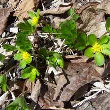 Hacquetia epipactis