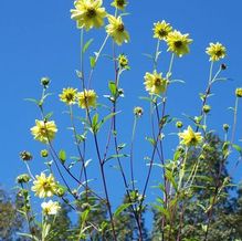 Helianthus giganteus 'Sheila's Sunshine'