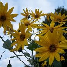 Helianthus tuberosus 'Red Rover'
