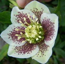 Helleborus x hybridus 'Medallion'