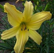 Hemerocallis 'Anything For You'