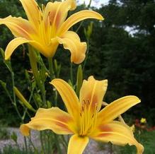 Hemerocallis 'Autumn Minaret'