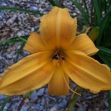 Hemerocallis 'Butterscotch Harvest'