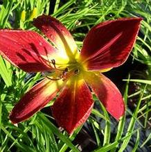 Hemerocallis 'Christmas Ribbon'