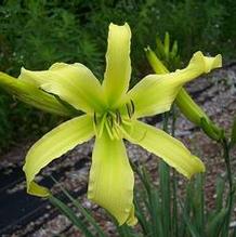 Hemerocallis 'Easy Ned'