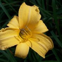 Hemerocallis 'Gold Sights'