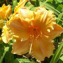 Hemerocallis 'Golden Hibiscus'