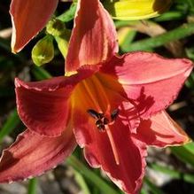Hemerocallis 'Hot Toddy'