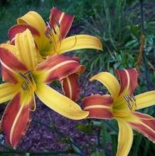 Hemerocallis 'Jean'