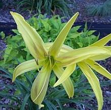 Hemerocallis 'Kindly Light'