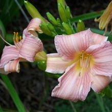 Hemerocallis 'Ling Rose'