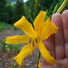 Hemerocallis 'Nutmeg Elf'