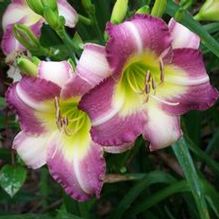 Hemerocallis 'Olallie Keith'
