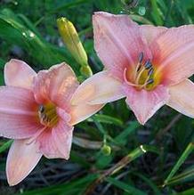 Hemerocallis 'Peach Halo'