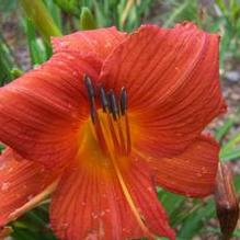 Hemerocallis 'Rose Persimmon'