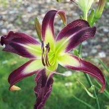Hemerocallis 'Satin 'n Velvet'