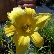 Hemerocallis 'Sears Tower'