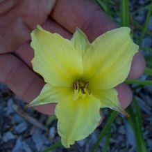 Hemerocallis 'Secured Borders'
