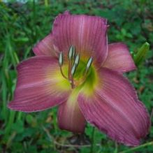 Hemerocallis 'Seven Veils'