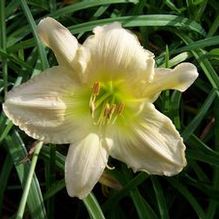 Hemerocallis 'Silver Summer'