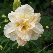 Hemerocallis 'Snow Blizzard'