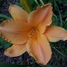 Hemerocallis 'Sparkling Raiment'