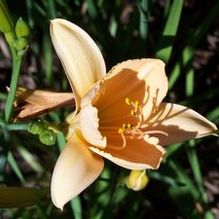 Hemerocallis 'Sweet Tart'