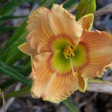 Hemerocallis 'Topguns Pleasant Surprise'