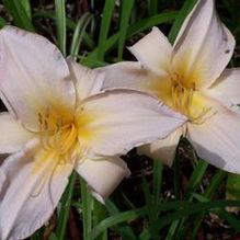 Hemerocallis 'Watch Me'