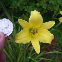 Hemerocallis 'Wee Willie Winkie'