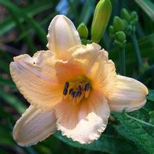 Hemerocallis 'Why Not'