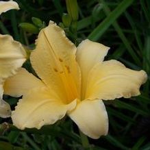Hemerocallis 'Yellow Sights'