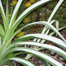 Hemerocallis fulva 'Kwanso Variegated'