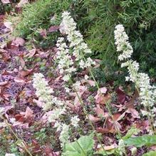Heuchera villosa 'Autumn Bride'