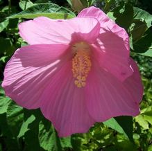 Hibiscus moscheutos 'Pink Moon'