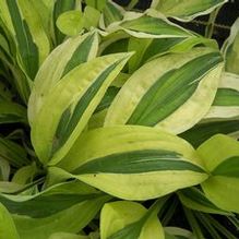 Hosta 'Cabaret'
