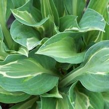 Hosta 'Kiwi Full Monty'
