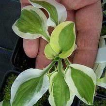 Hosta 'Oze'