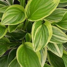 Hosta 'Royal Standard Special'