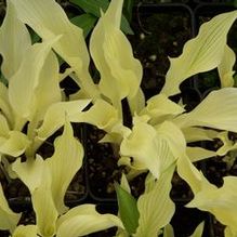 Hosta 'White Feather'