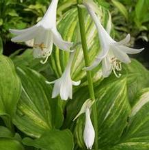 Hosta yingeri 'Korean Snow'