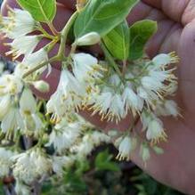Hovenia dulcis